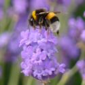 Busy bee on lavender